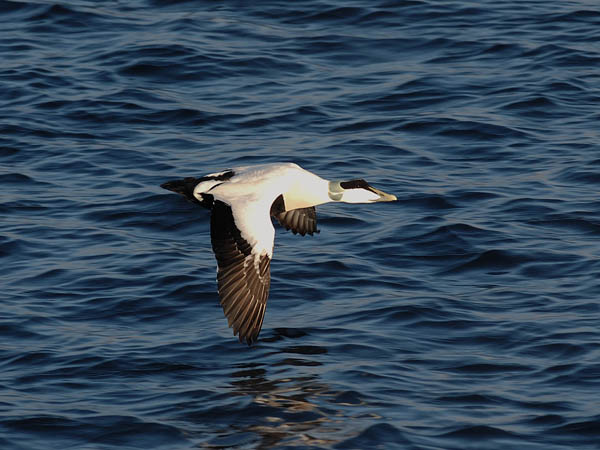 Haahka, Common Eider, Somateria mollissima